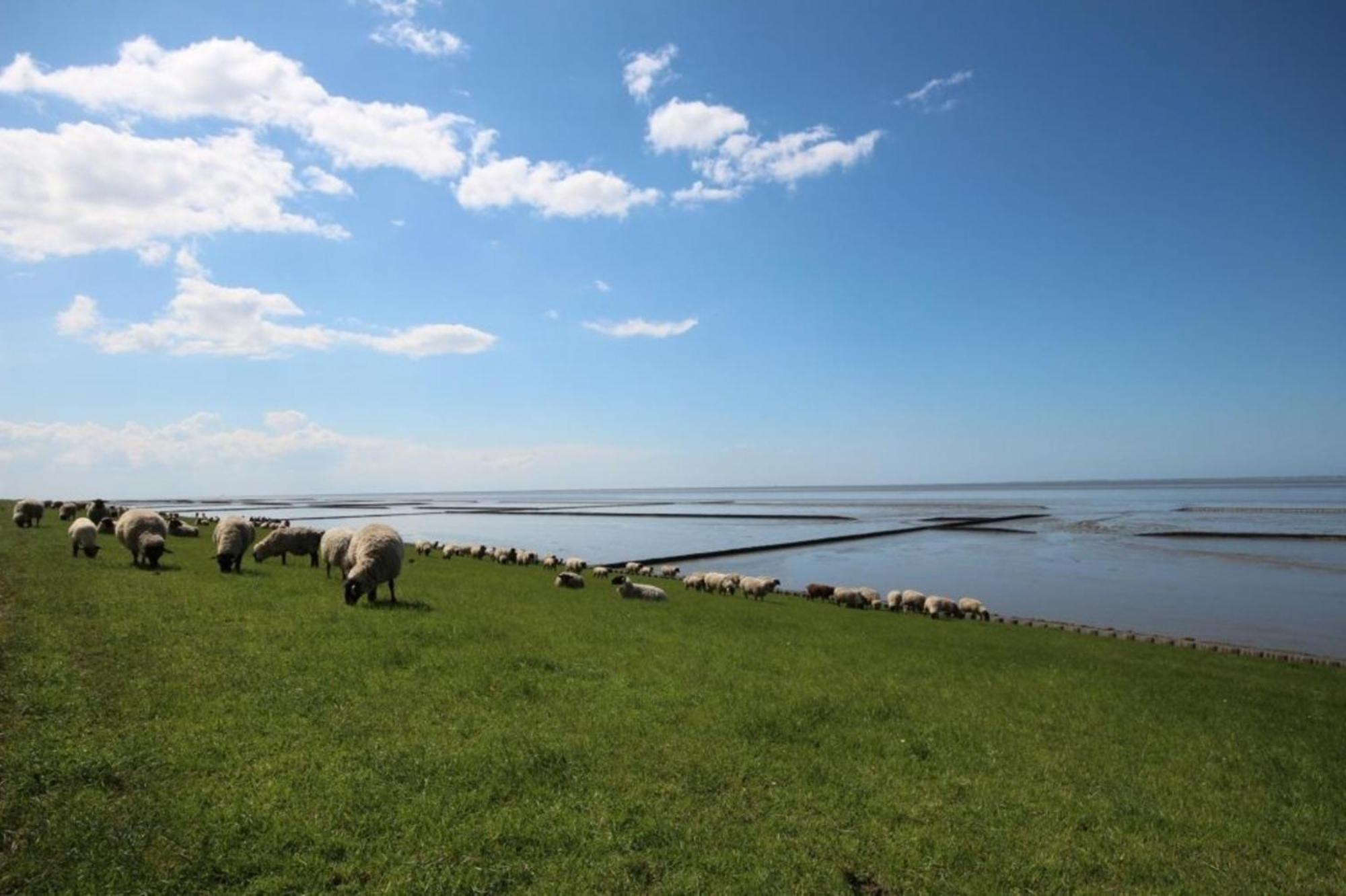 Kleine Nordseewelle Ohne Hund Norden Eksteriør billede